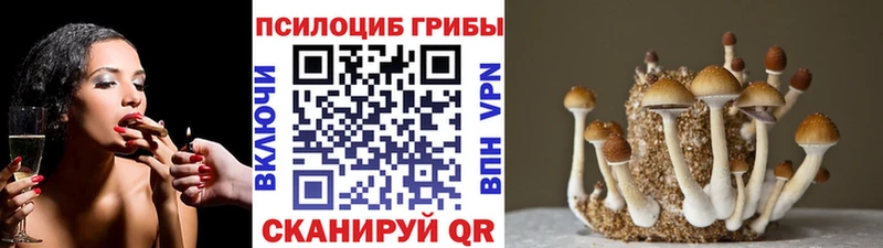 где продают наркотики  Курганинск  Галлюциногенные грибы прущие грибы 